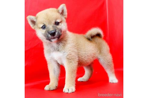 成約済の愛知県の柴犬-192185の3枚目